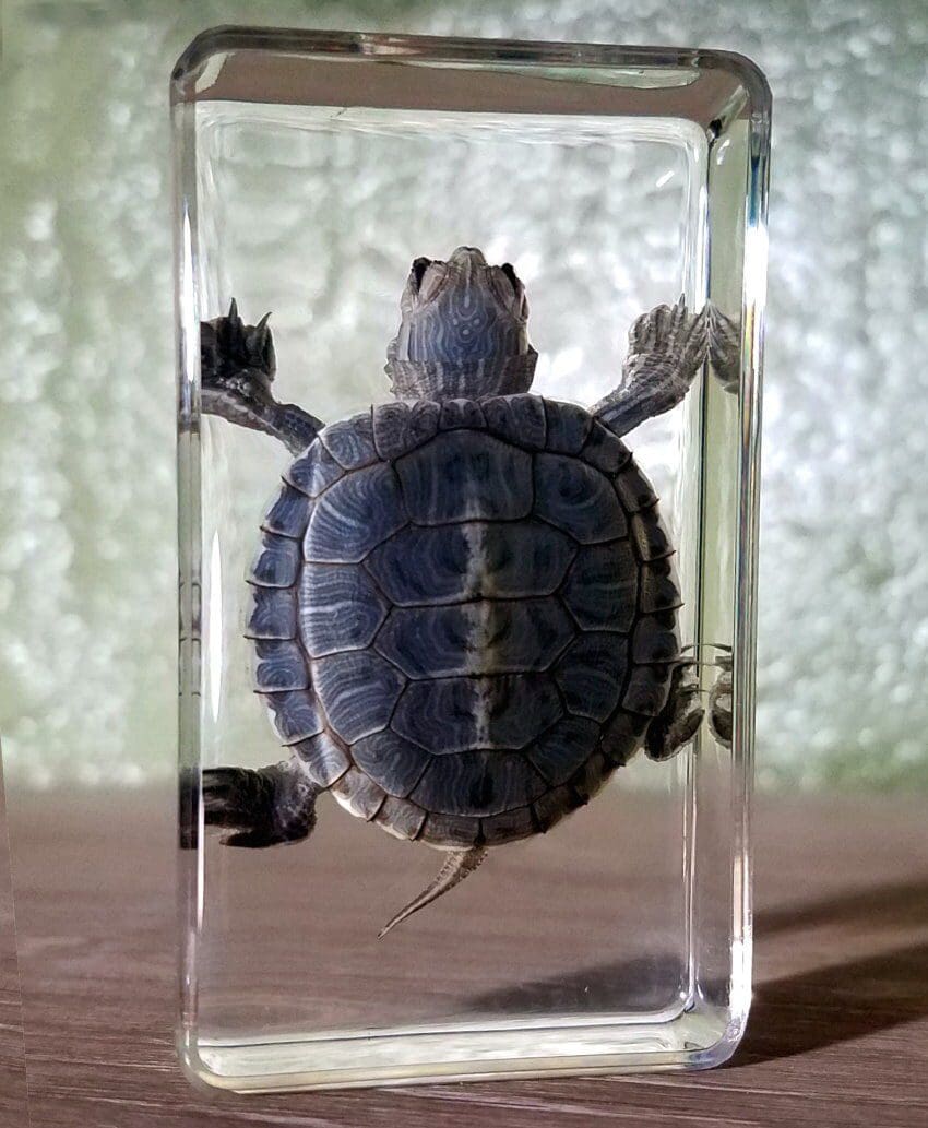Real-Turtle-Resin-Baby-Turtle-Lucite