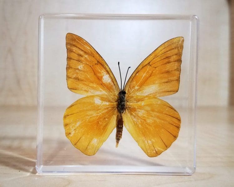 Appias Nero Orange Butterfly In Resin, Insects in Resin Butterflies, Lucite