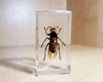 Asian Giant Hornet in Resin, Huge Wasp, Insects in Resin