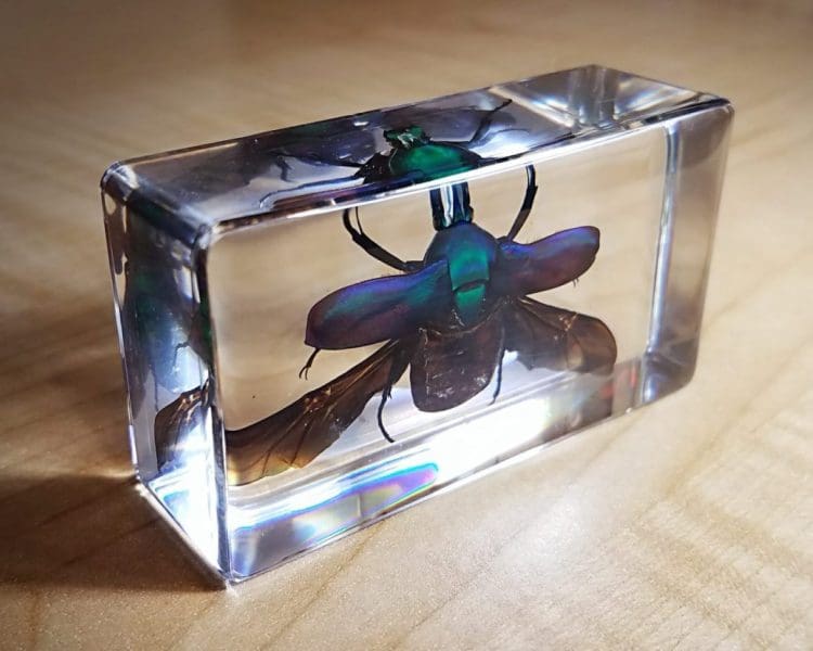 Rose Chafer Beetle Wings Open in Resin, Beetle Lucite, Insect Specimens
