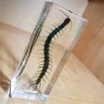 Real Centipede in resin, Lucite, Insects in resin, Oddities