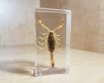 insect in resin, Large Golden Scorpion, Lucite