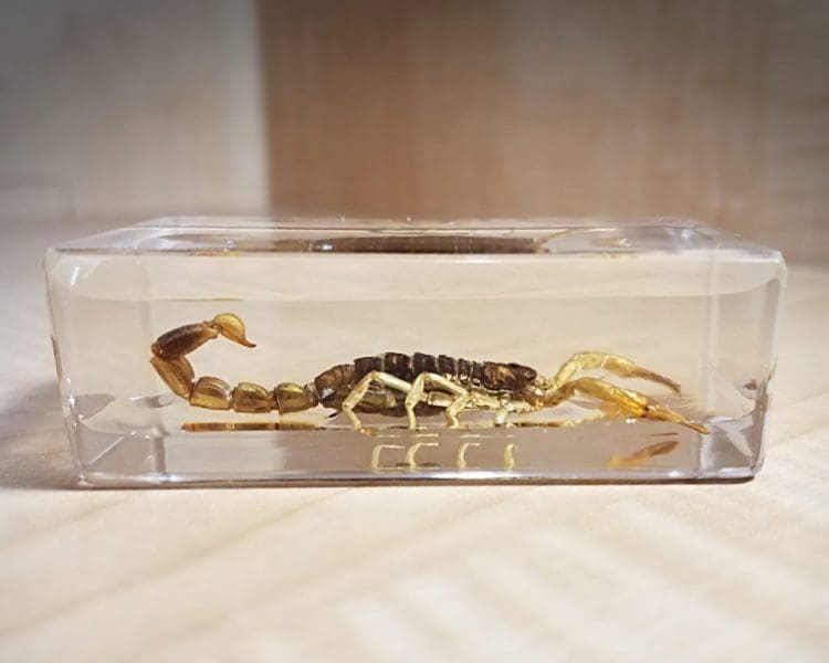 insect in resin, Large Golden Scorpion, Lucite