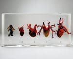 Comparative Hearts, Real Hearts In Resin, Oddities, Curiosities