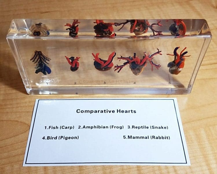 Real Heart Specimen, Comparative Hearts, Resin, Oddities, Curiosities