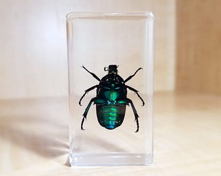 Green Chafer Beetle in Resin, Lucite, Insects in Resin