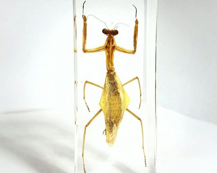 Insects in Resin Preying Mantis Resin, Lucite Insects