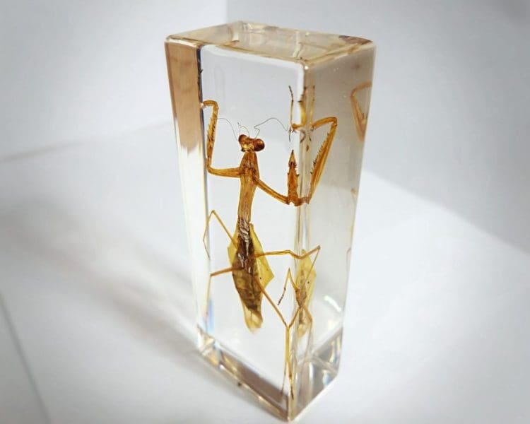 Insects in Resin Preying Mantis Resin, Lucite Insects