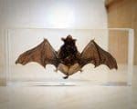 Open Wing Bat in resin, Large Real Bat Taxidermy, Lucite