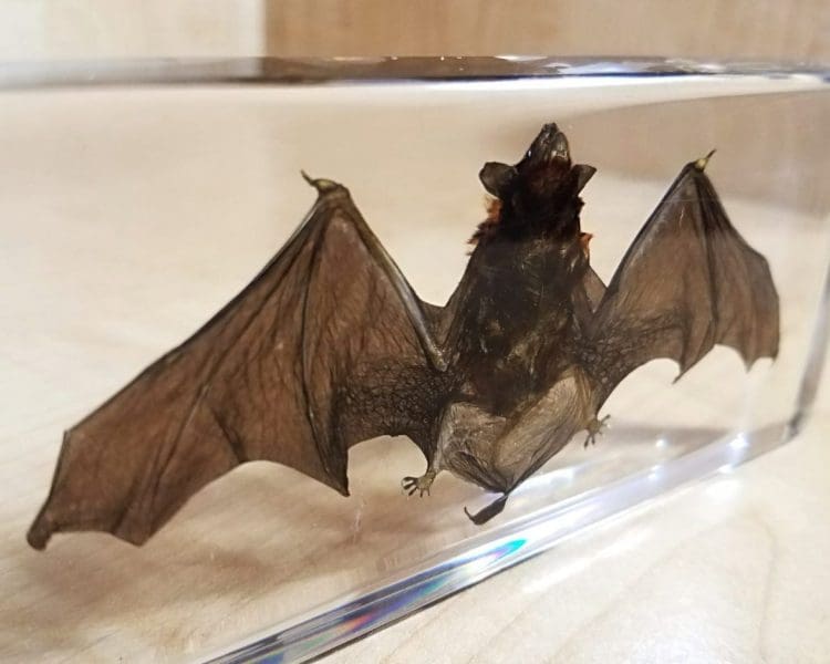 Open Wing Bat in resin, Large Real Bat Taxidermy, Lucite