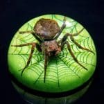 Insects in Resin, Real Spider with Web Dome, Paperweight