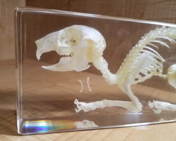 Rabbit Skeleton In Resin, Real Rabbit Skull, Animal Skeletons For Sale