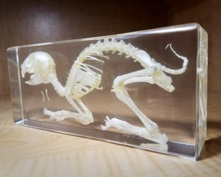 Rabbit Skeleton In Resin, Real Rabbit Skull, Animal Skeletons For Sale