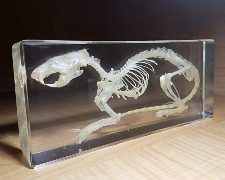 Real Rat Skeleton in Resin, Real Animal Skeletons, Rat Skull