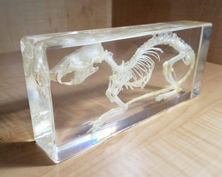 Real Rat Skeleton in Resin, Real Animal Skeletons, Rat Skull