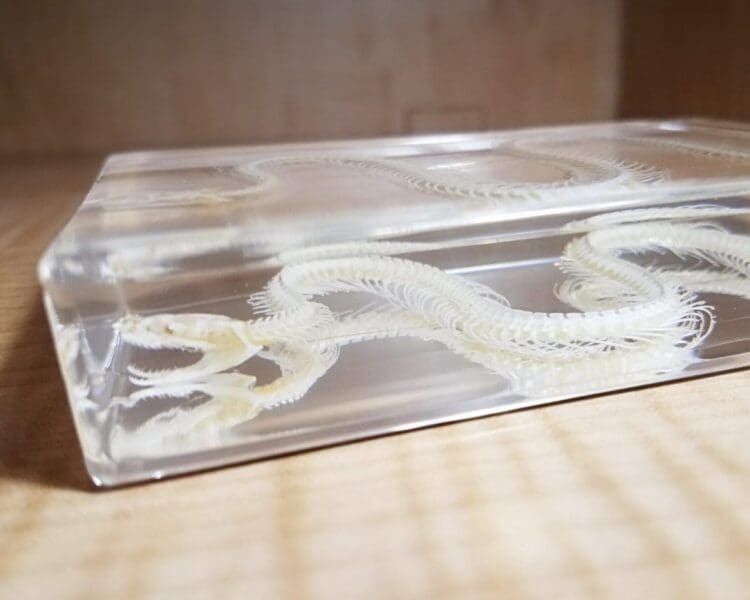 Snake Skeleton in Resin, Specimens in Lucite, Real Animal Skeletons
