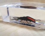 Stag Beetle in Resin Specimens, Insects in Resin For Sale