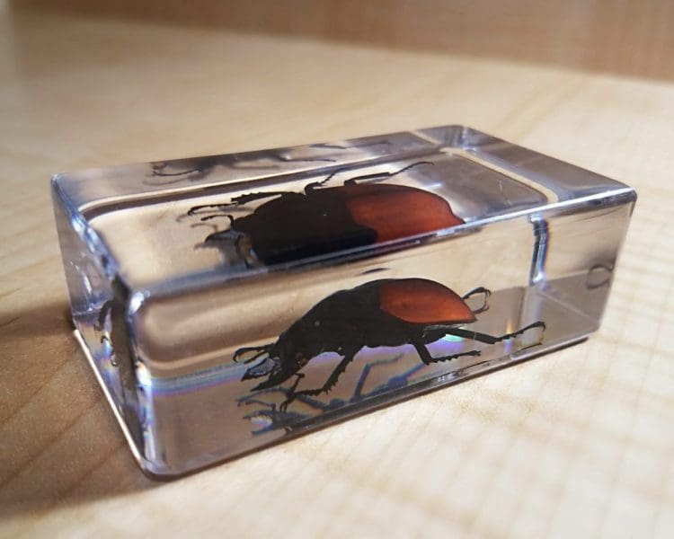 Specimens in Resin, Insect in Lucite, Bugs in Resin