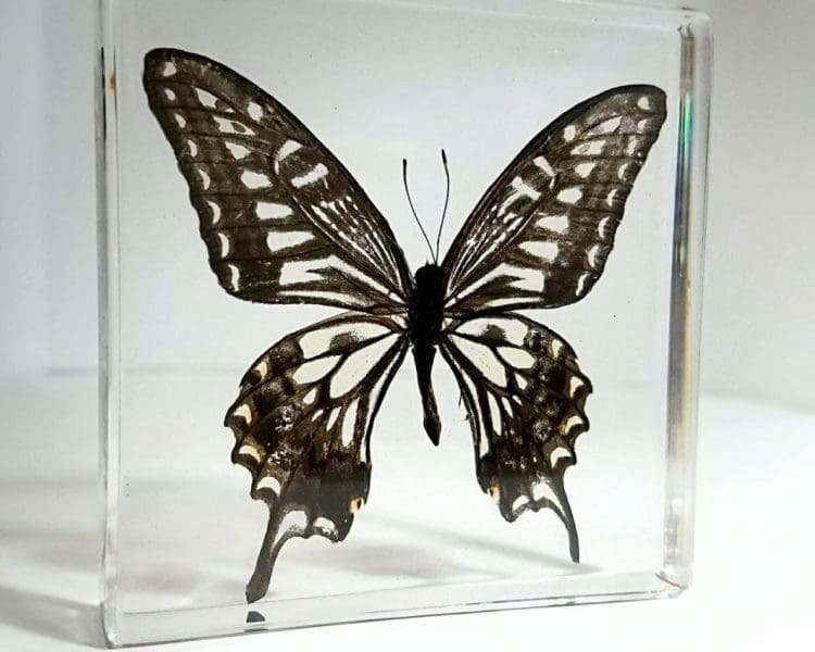 Real Butterflies In Resin, Framed Butterflies, Insects in Lucite