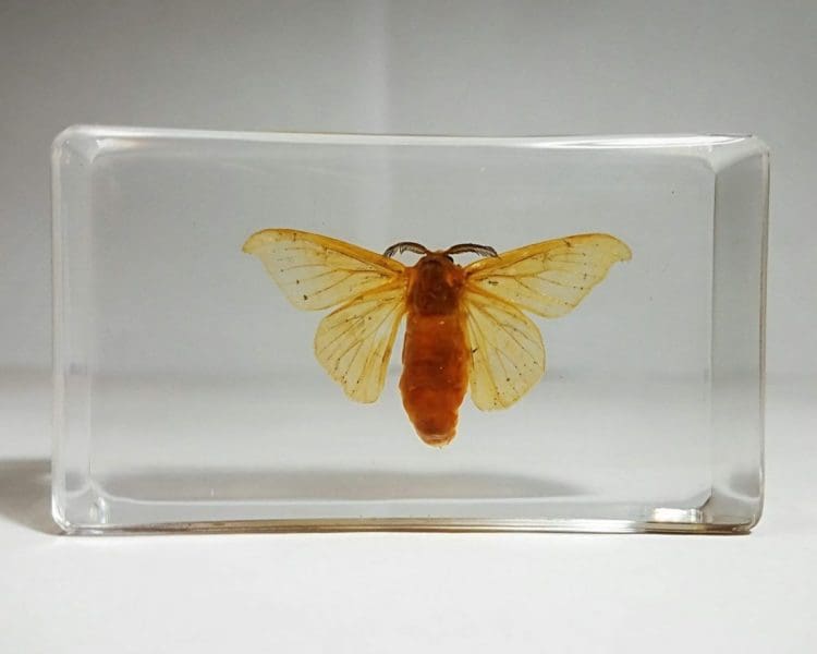 Silkworm Moth in Resin, Oddities, Curiosities, Insects in Resin, Lucite