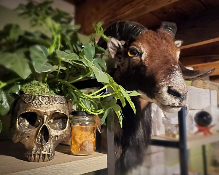 Skull Planter, Gothic Garden Decor