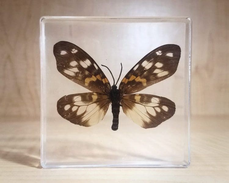 Moth in resin, Insects in resin, lucite specimens, moth