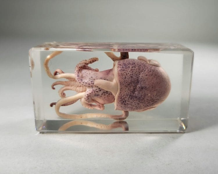 Real Cuttlefish In Resin, Squid Specimen