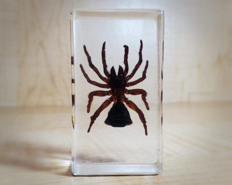 Large Spider in Resin, Hourglass Spider, Insects in resin