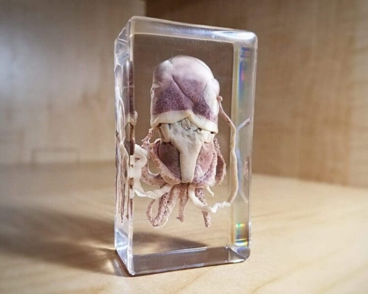 Octopus in resin, Octopus specimen Lucite