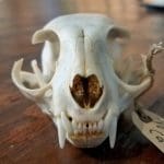 real cat skull for sale, domestic cat skull, animal skulls