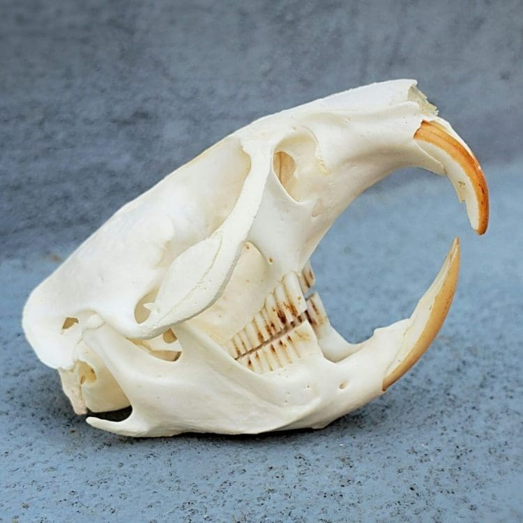 Muskrat Skull, Animal Skull Bones