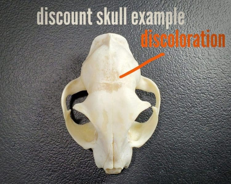 Domestic Cat Skull For Sale, Real Animal Skulls