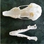 Townsends Mole Skull, Real Animal Skull, Oddities Curiosities
