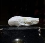 Townsends Mole Skull, Real Animal Skull, Oddities Curiosities