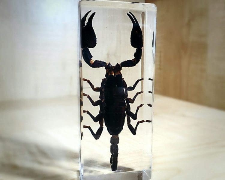 Large Scorpion in resin, Insects in Lucite