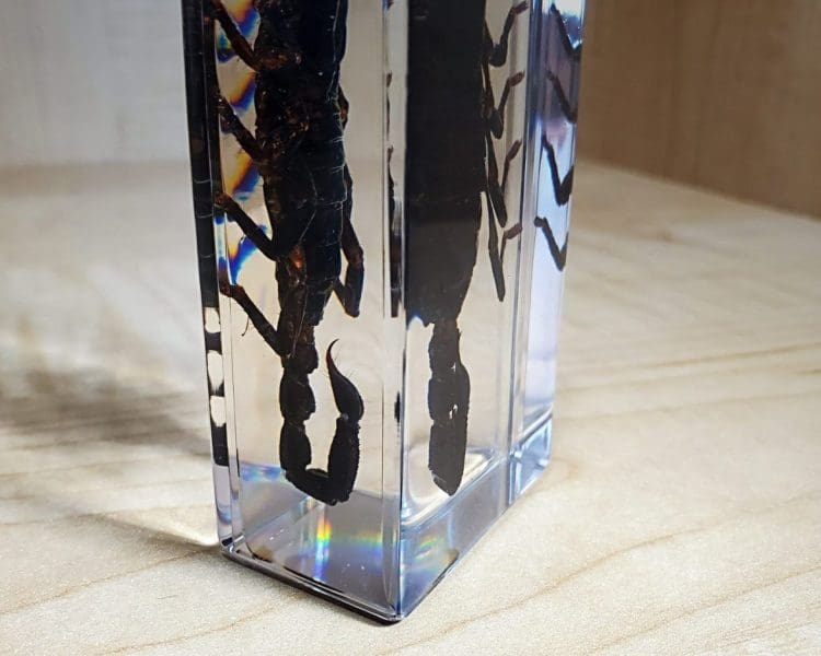Large Scorpion in resin, Insects in Lucite