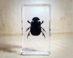 Dung Beetle in resin, Insects in resin, Scarab