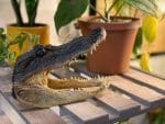 Real Alligator Head, Oddities, Curiosities