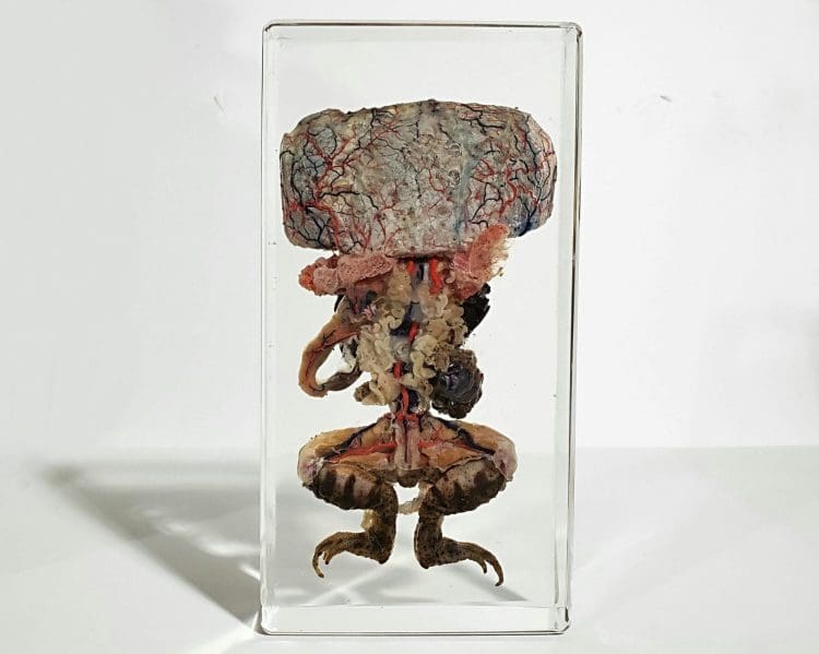 Dissected Toad In Resin, Dissected Frog, Oddities Curiosities, Lucite Specimens