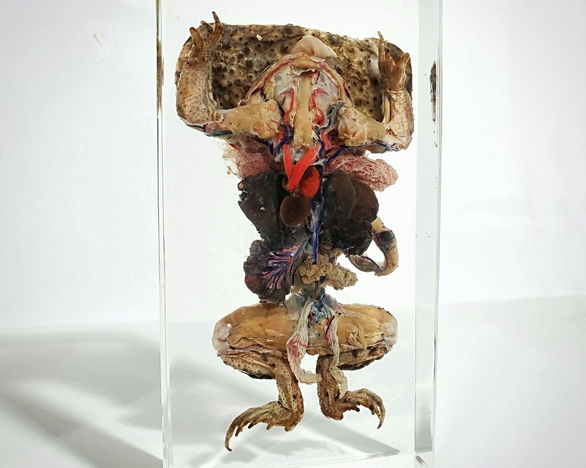 Dissected Toad In Resin, Dissected Frog, Oddities Curiosities, Lucite Specimens