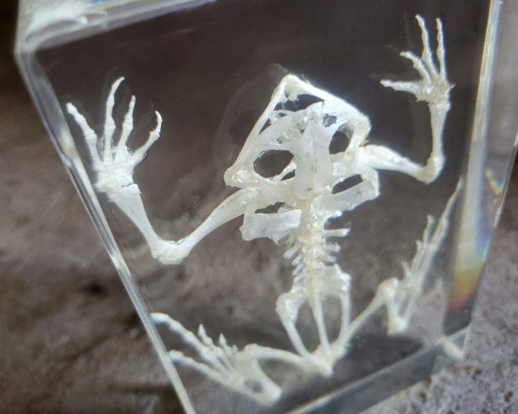 Real Toad Skeleton In Resin, Frog Skeleton In Resin, Oddities, Curiosities