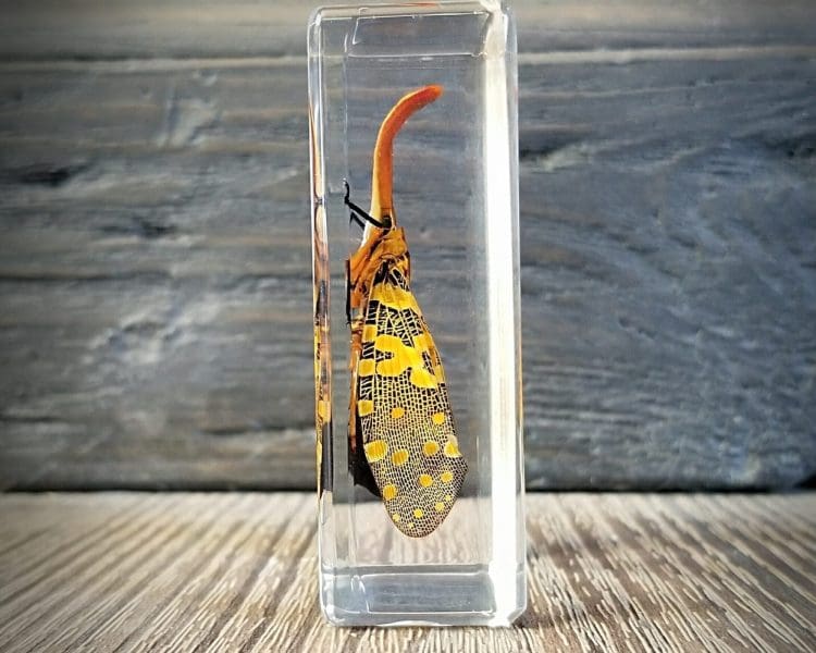 Lanternfly in resin, Insects in Resin, Lucite Specimens