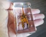 Lanternfly in resin, Insects in Resin, Lucite Specimens