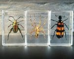 Small insects in resin, Real bugs in resin, Lucite Specimens
