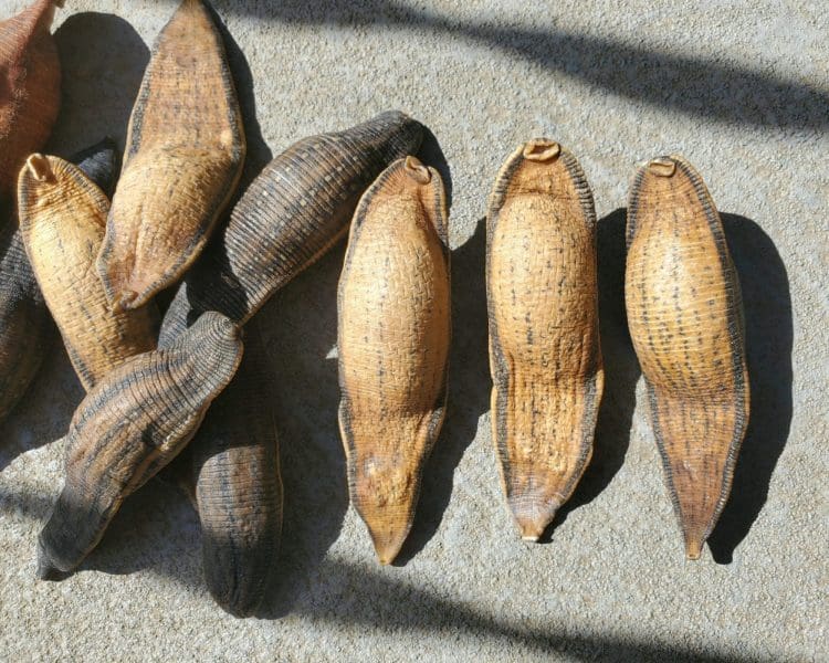 Real Dried Leeches, Leech Specimen, Oddities and Curiosities