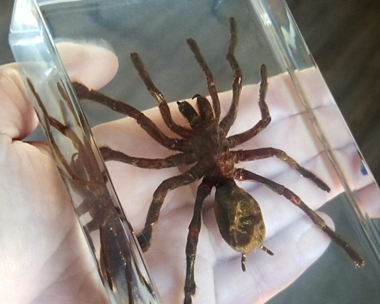 Large Spider In Resin, Real Large Spider In Lucite, Insects In Resin