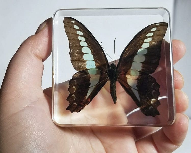 Real-Butterfly-In-Resin-Lucite-Blue-Bottle-Butterfly-Curiosities