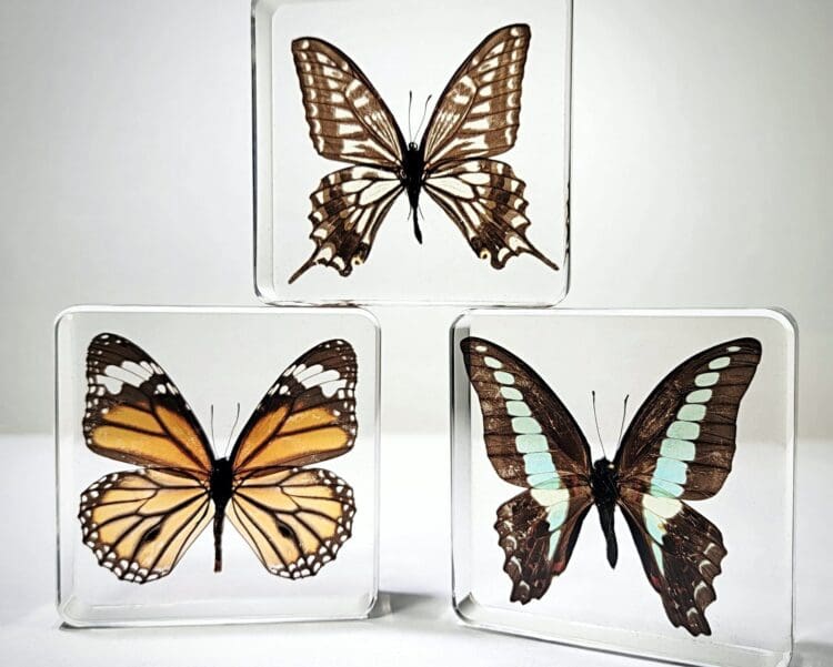 Wholesale Butterfly Set, Real Butterflies in Resin