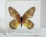 Real-Insects-In-Resin-Red-base-Jezebel-Butterfly-in-resin