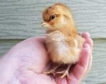 Oddities and Curiosities, Taxidermy Chicks, Taxidermy Baby Chicken
